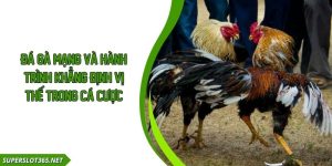 Đá Gà Mạng Và Hành Trình Khẳng Định Vị Thế Trong Cá Cược